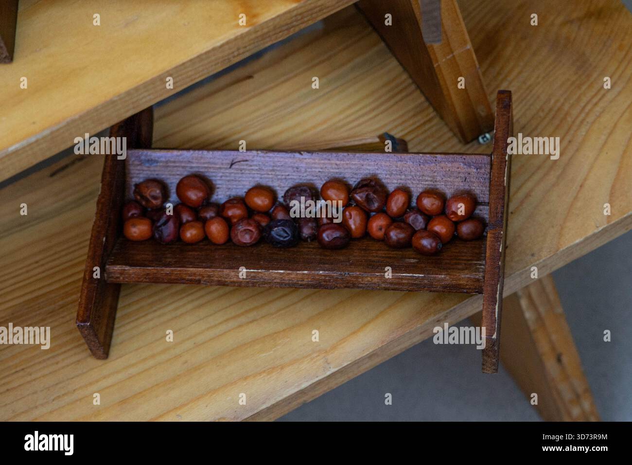 Un piccolo contenitore rettangolare in legno è riempito con semi castani o piccoli frutti, possibilmente datteri. E' adagiato su una superficie di legno chiaro. Foto Stock