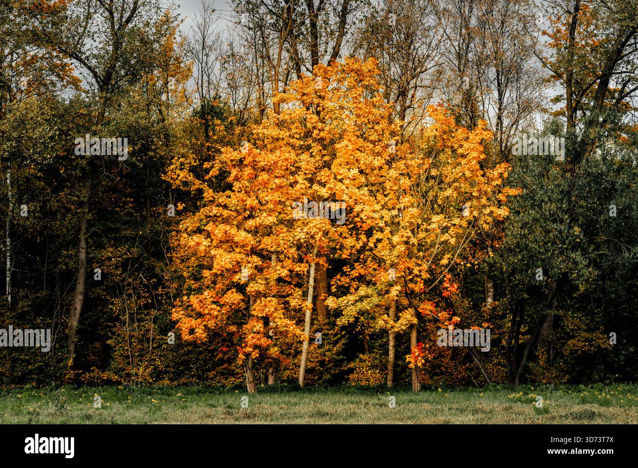 Singolo albero con un brillante fogliame autunnale di arancio dorato che si erge in modo prominente sullo sfondo più scuro della foresta Foto Stock
