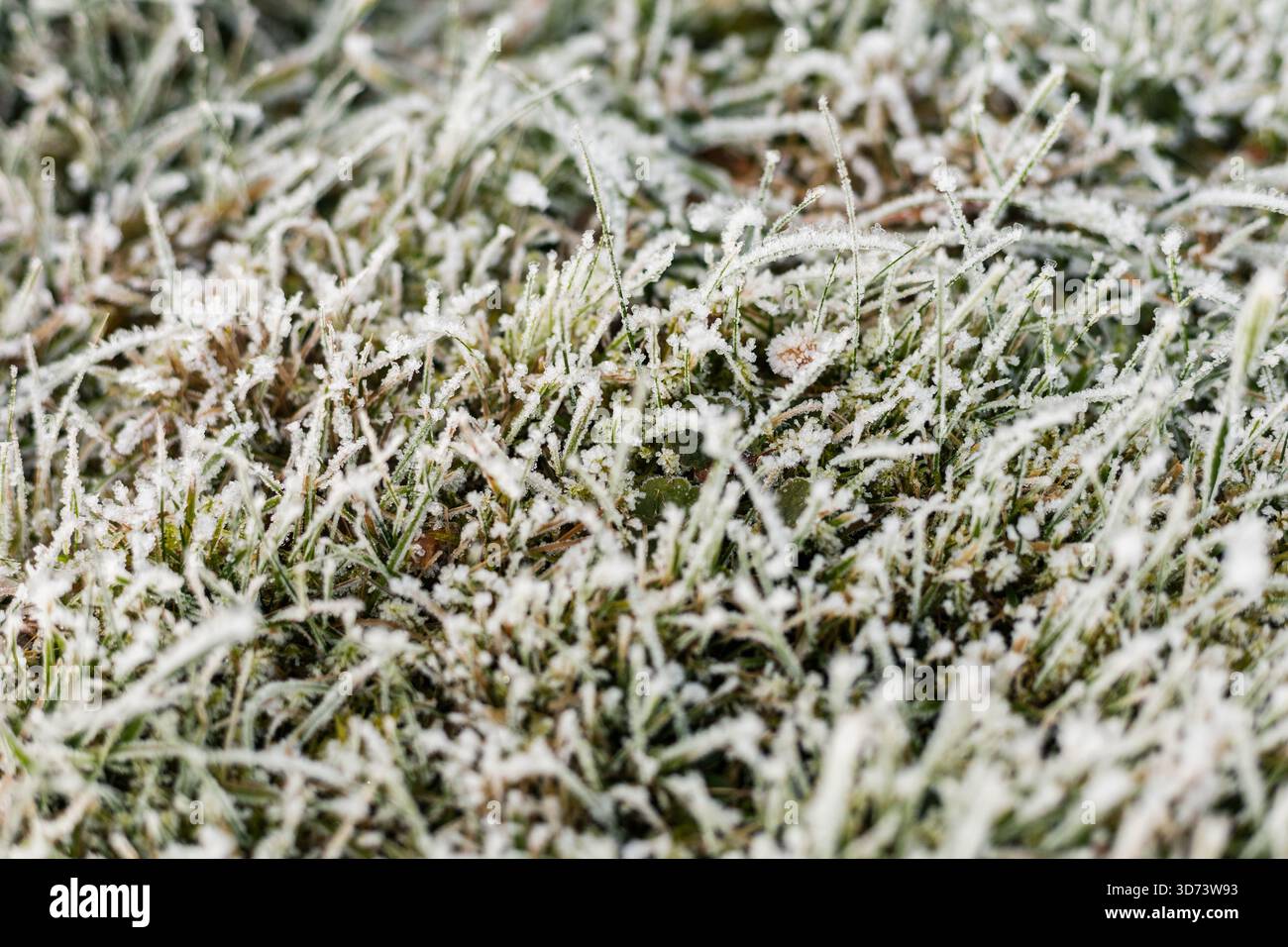 Sottili strati di gelo coprono l'erba verde, creando un bellissimo paesaggio invernale. La fredda luce del mattino esalta la scintillio di cristalli di ghiaccio su ciascuno di essi Foto Stock