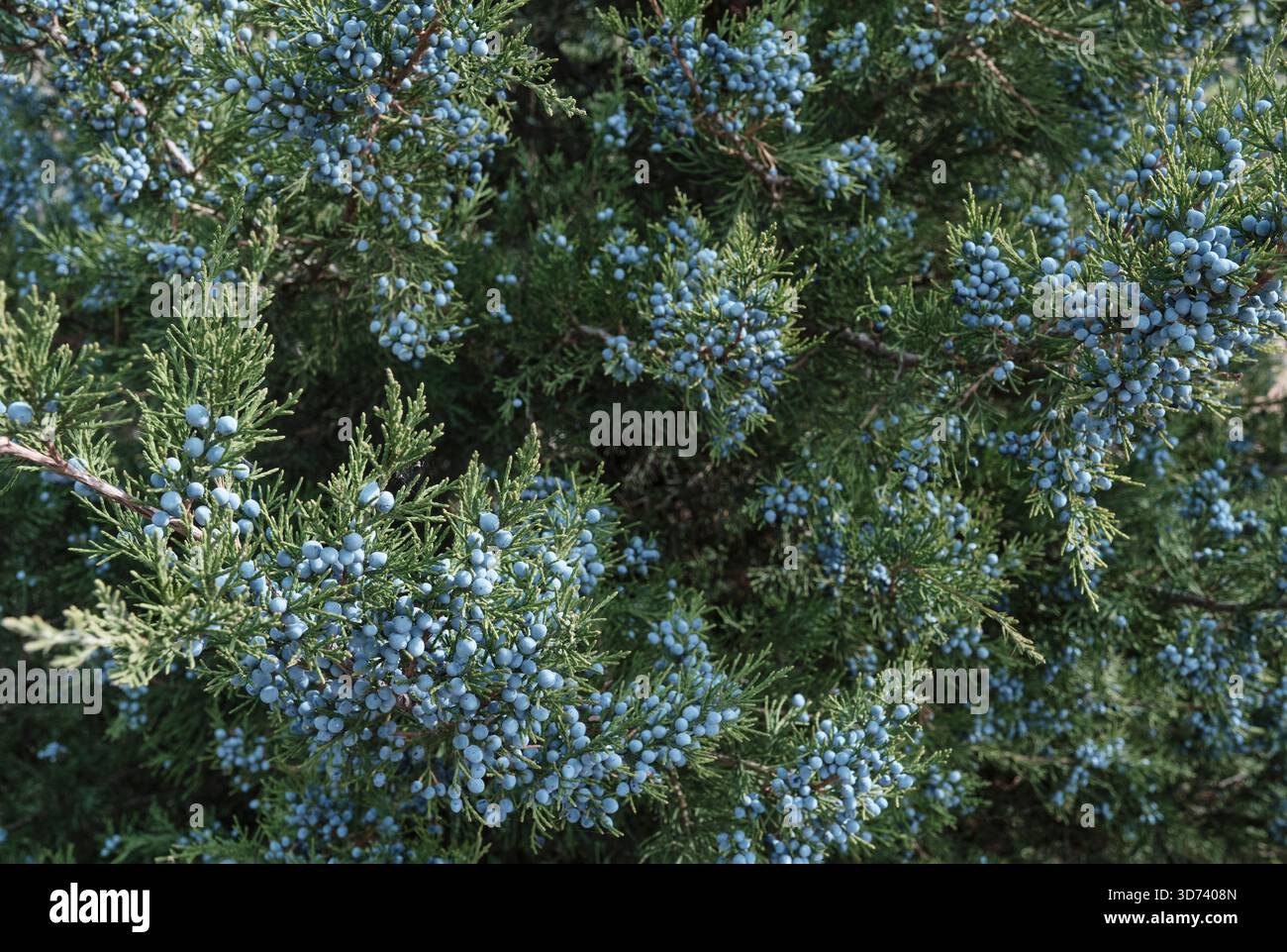Vista ravvicinata del fogliame di ginepro verde scuro, simile a un ago, carico di bacche mature, azzurre cerose o coni di semi. Sfondo naturale. Juniperus commu Foto Stock