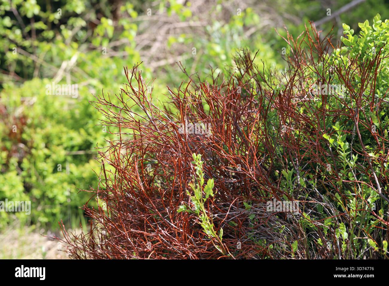 Vaccinium myrtillus o mirtillo europeo. Arbusti che muoiono in montagna a causa del cambiamento climatico. Foto Stock