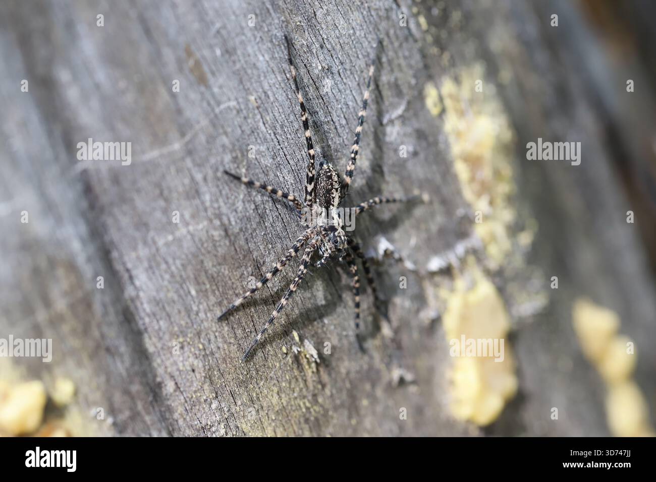 Acantholycosa lignaria una specie di ragni lupi, Lycosidae. Su legno morto. Foto Stock