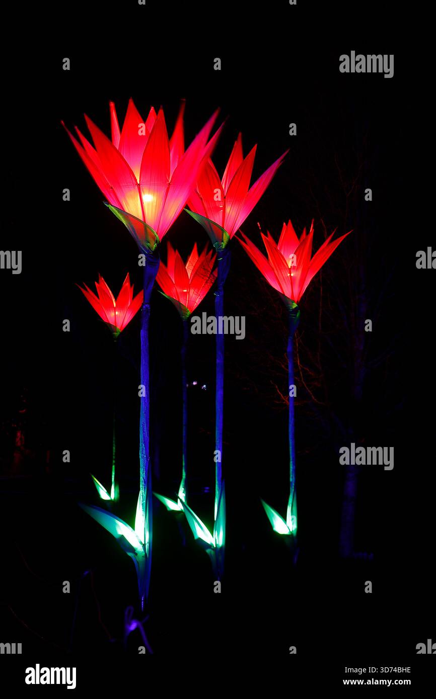 Light Blooms è un'installazione di luci all'evento Northern Lights presso Temple Newsam a Leeds, West Yorkshire, Regno Unito Foto Stock