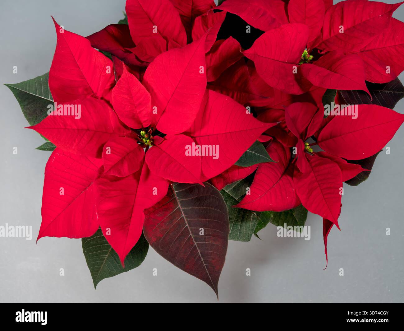 Poinsettia, un fiore noto come la Stella di Betlemme (Euphorbia pulcherrima), una popolare pianta ornamentale associata al Natale. Fiore di Poinsettia W Foto Stock