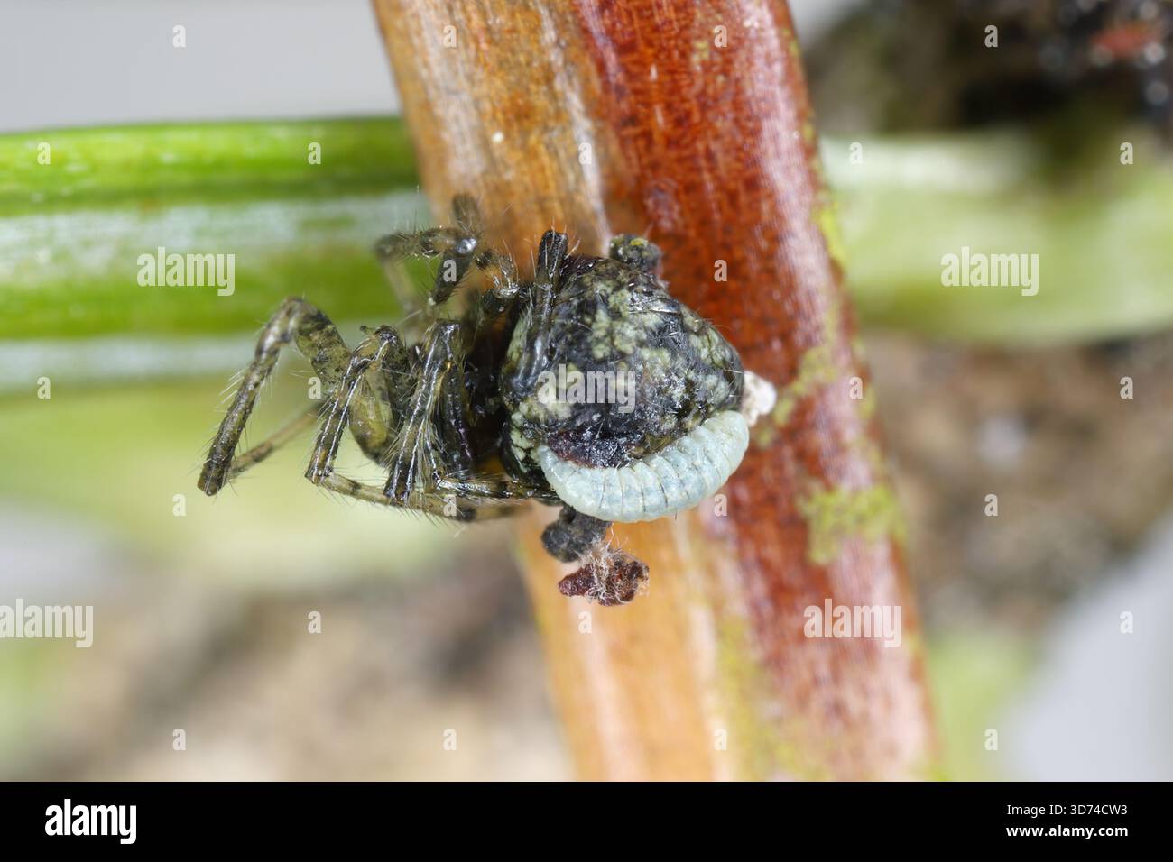 Larva di vespe ichneumone della famiglia Ichneumonidae su ragno. WASP trasforma i ragni in zombie. Foto Stock