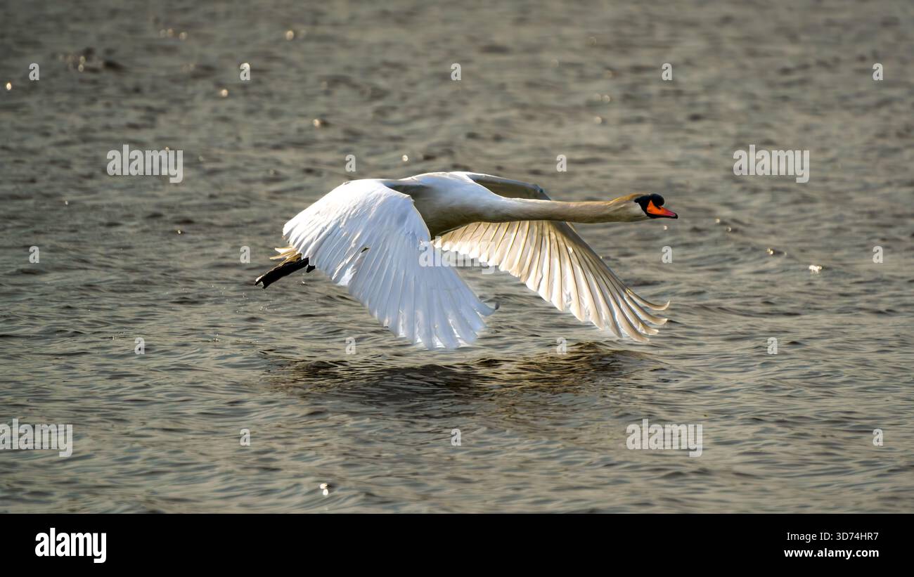 Grazioso cigno muta che vola in basso sull'acqua ondulata all'ora d'oro in una tranquilla scena faunistica Foto Stock