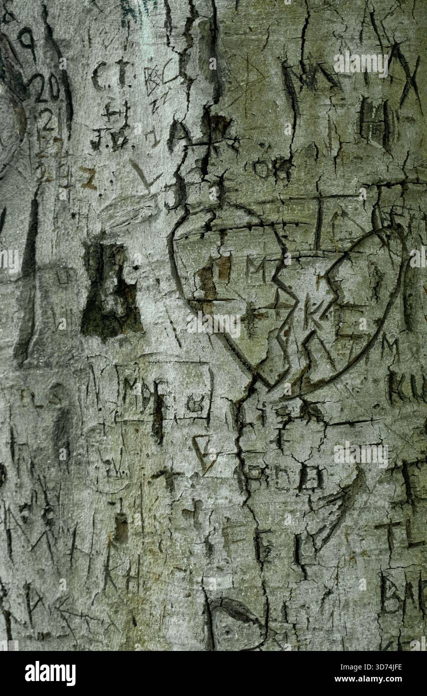 Tronco dell'albero che mostra le iniziali delle coppie scolpite nella corteccia Foto Stock
