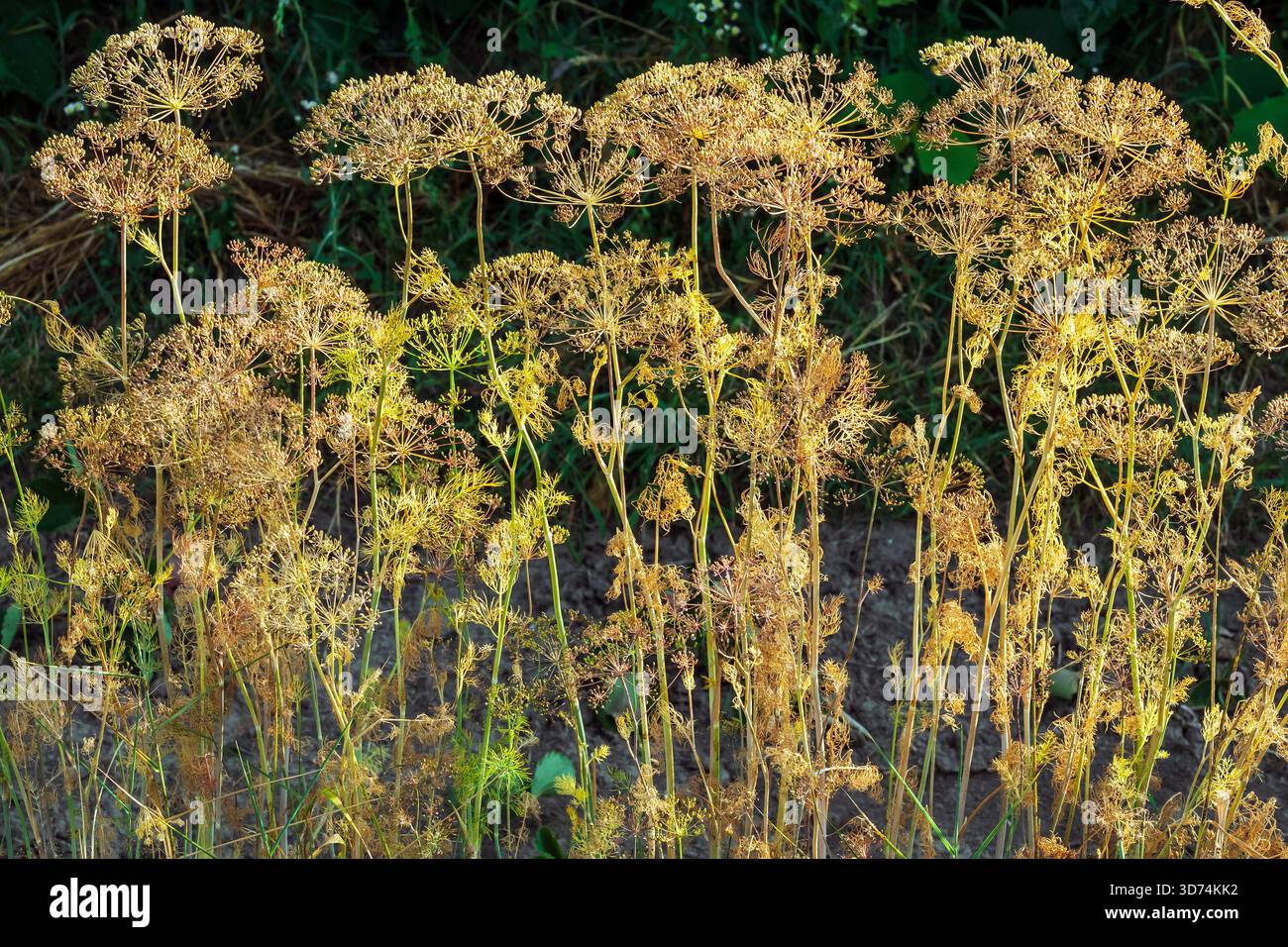 Paesaggio con le piante di aneto in primo piano Foto Stock