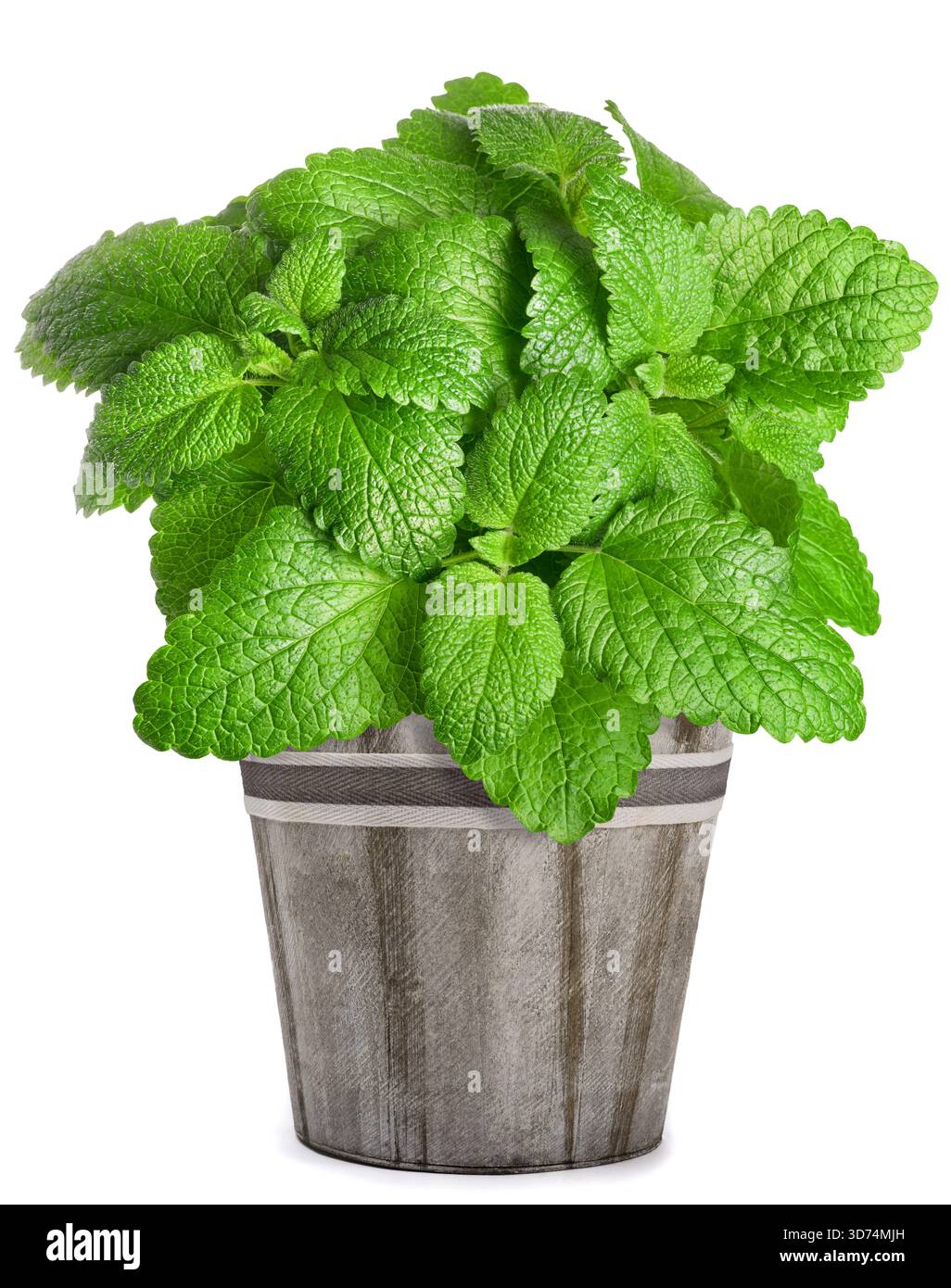 Pianta di balsamo al limone in vaso isolata su fondo bianco Foto Stock