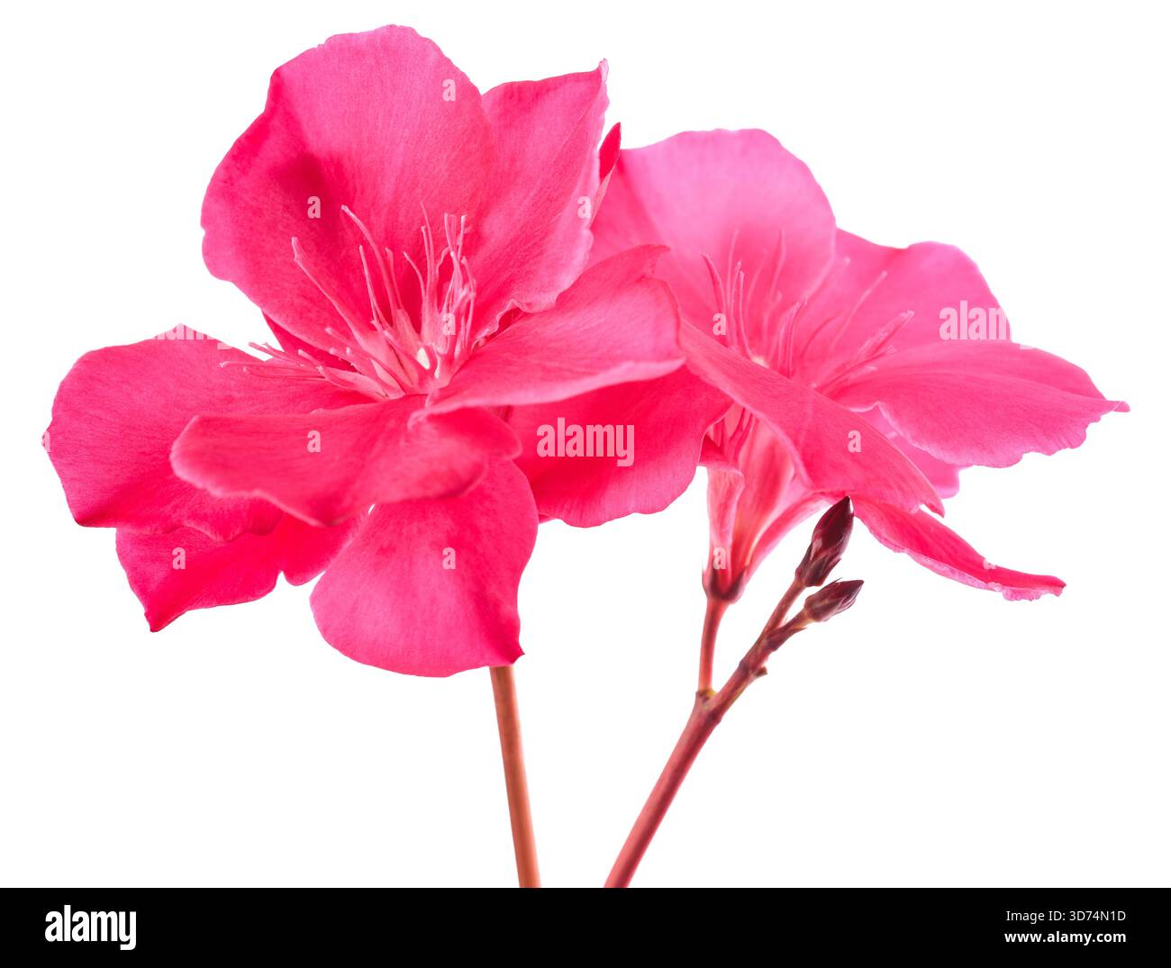 Fiori di Oleandro isolati su sfondo bianco Foto Stock