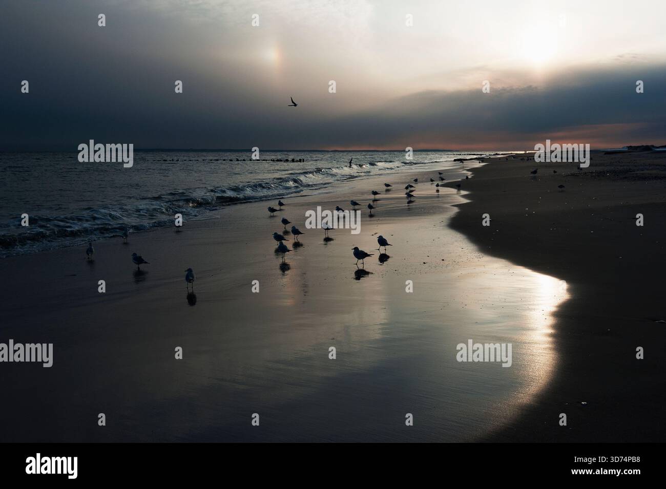 Tramonto invernale con gabbiani a Jacob Riis Beach, Gateway NRA Foto Stock