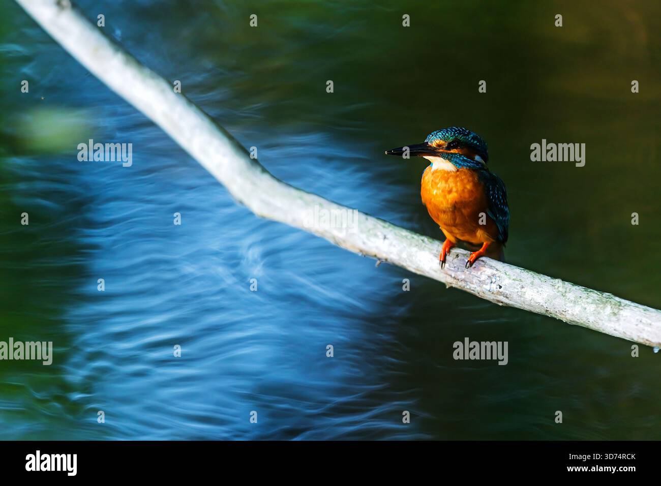 Un kingfisher comune (Alcedo atthis) poggia su un ramo sopra l'acqua blu increspata. Foto Stock