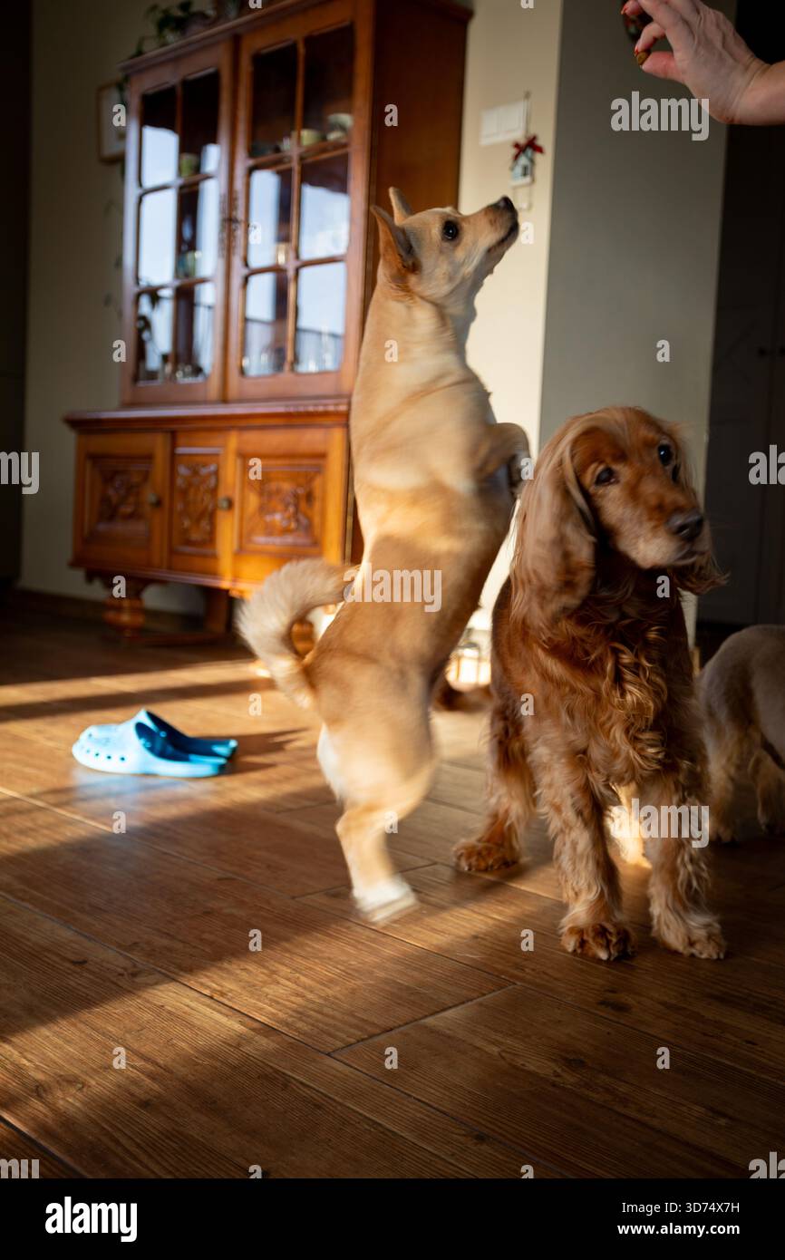La riunione degli amici canini, il cane e lo spaniel condividono momenti tranquilli, il cane grazioso si trova vicino allo spaniel rilassato, il cane alto e lo spaniel seduto condividono un'atmosfera tranquilla Foto Stock