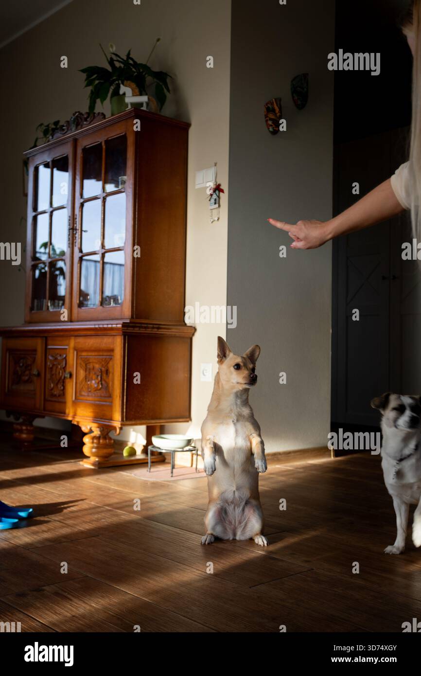 Cane obbediente durante l'allenamento mattutino, sessione di allenamento all'alba con calma canina, cucciolo Wellmannered ascolta pazientemente durante la mattina presto Foto Stock