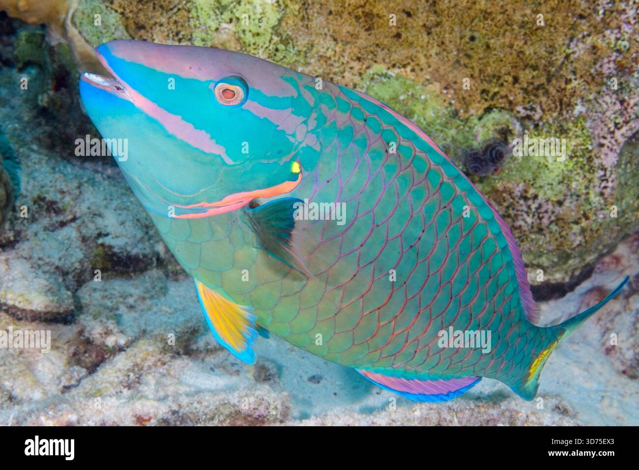 Semaforo Parrotfish, Sparisoma Viride, Bonaire, Paesi Bassi caraibici, Mar dei Caraibi. Foto Stock