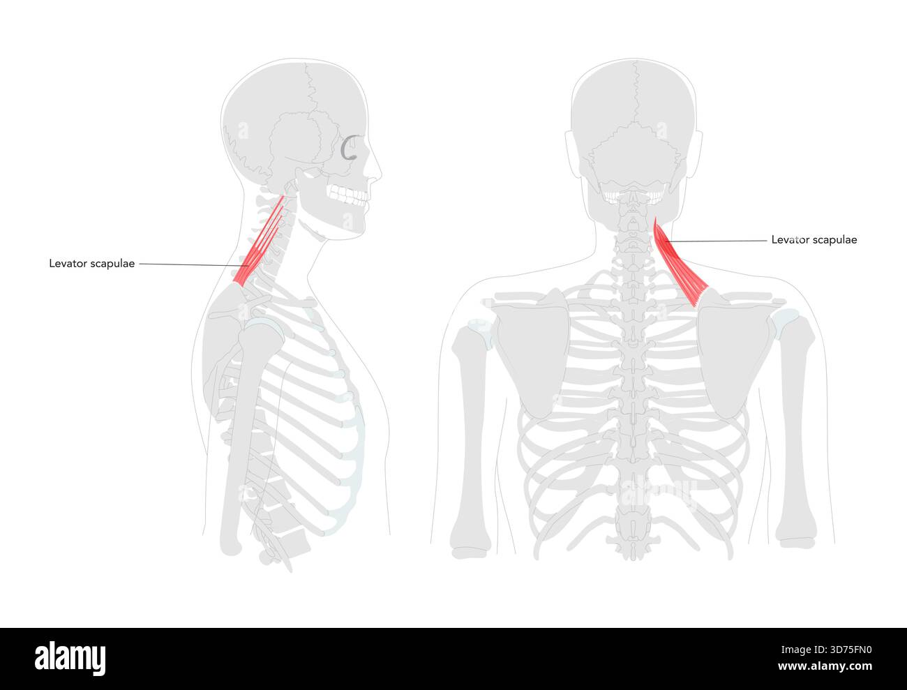 Scapole del levatore - muscolo umano del collo e della spalla mostrato nel diagramma anatomico etichettato, solleva la scapola e inclina la cavità glenoide in modo inferiore, essenziale per l'educazione alla postura e al movimento Illustrazione Vettoriale