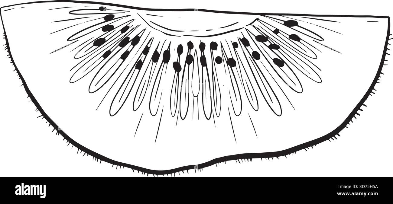 kiwi si incuneano su sfondo bianco, pelle fuzzy e motivo di semi con dettagli disegnati a mano, colazione tropicale o illustrazione della ricetta Illustrazione Vettoriale