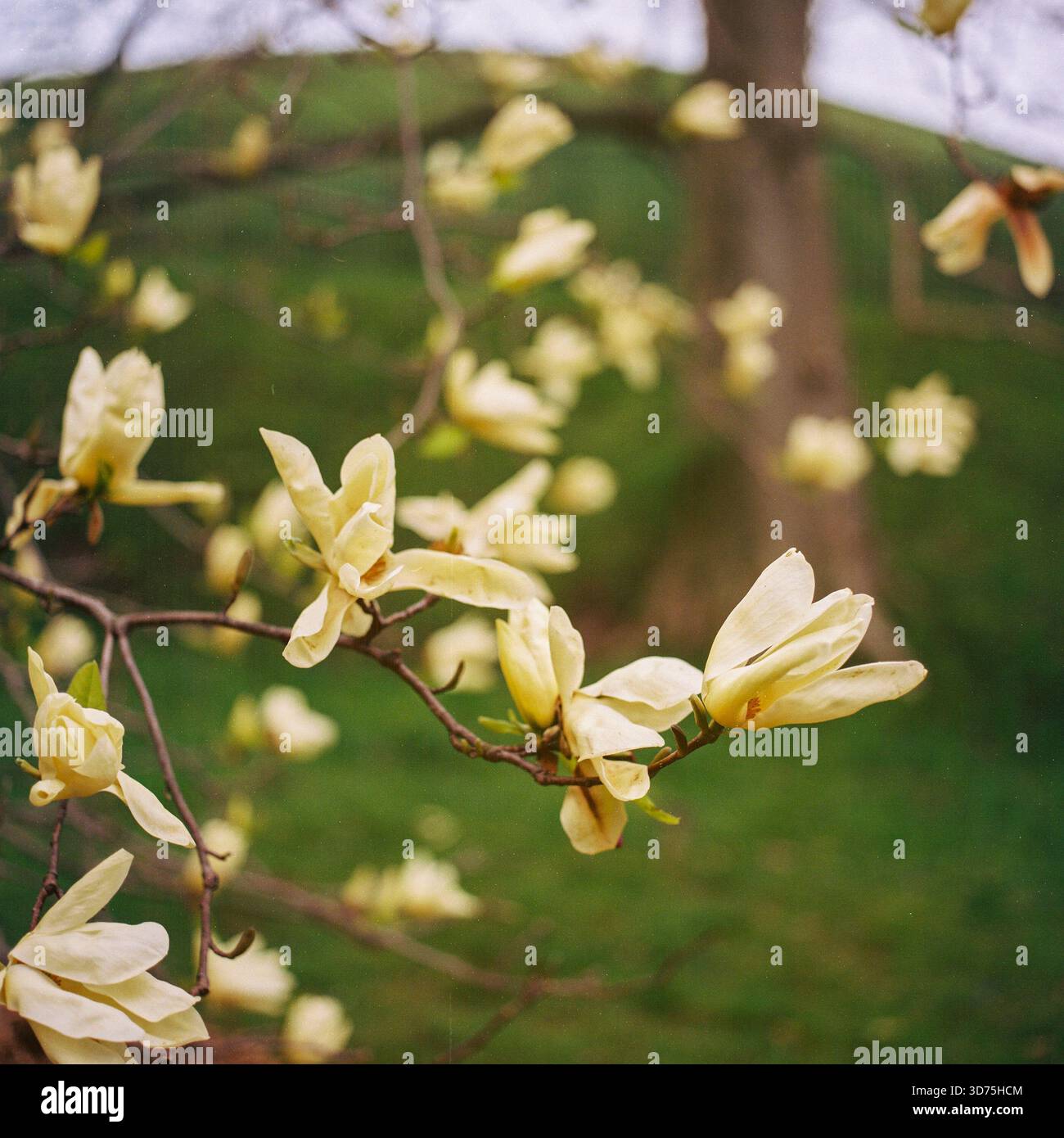 Alberi di magnolia gialla in fiore Foto Stock