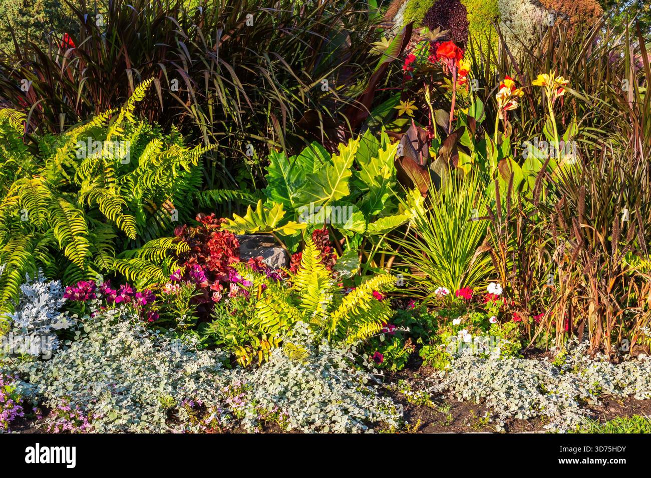 Helichrysum petiolare - Liquirizia Plant, Adiantum pedatum - Maidenhair Fern, canna - Indian Shot, Alocasia - Elephant's Ear in mixed border. Foto Stock