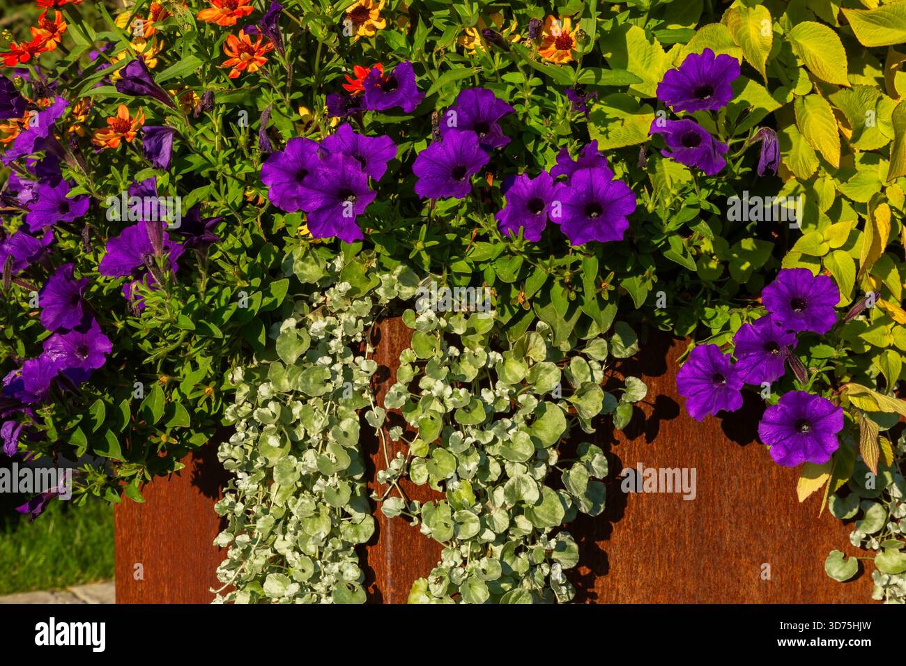Helichrysum petiolare - piante di liquirizia, fiori viola di Petunia che crescono in contenitore metallico color ruggine a fine estate. Foto Stock