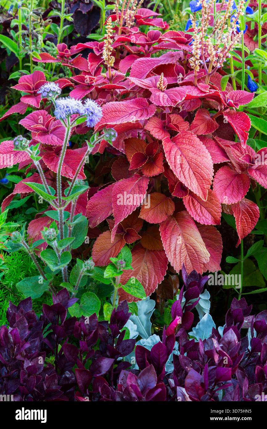 Solenostemon - Coleus, Ageratum - Floss Flower, Alternanthera dentata 'Purple Knight' - Joseph's Coat in mixed Border in tarda estate. Foto Stock