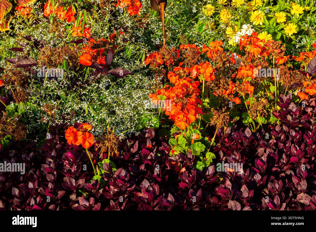 Pelargonium inquinans - Geranium, Alternanthera dentata 'Purple Knight' - Joseph's Coat, Euphorbia hypericifolia 'Diamond Frost' - Spurge, Zinnia ecc.. Foto Stock