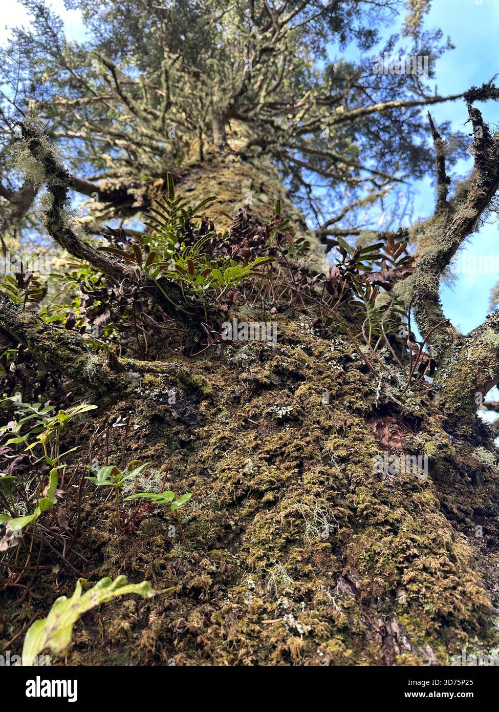 Vista dal basso, guardando il tronco di un albero di Sitka sulla costa dell'Oregon. Foto Stock
