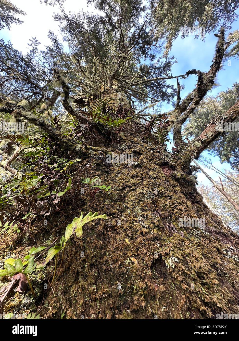 Vista dal basso, guardando il tronco di un albero di Sitka sulla costa dell'Oregon. Foto Stock