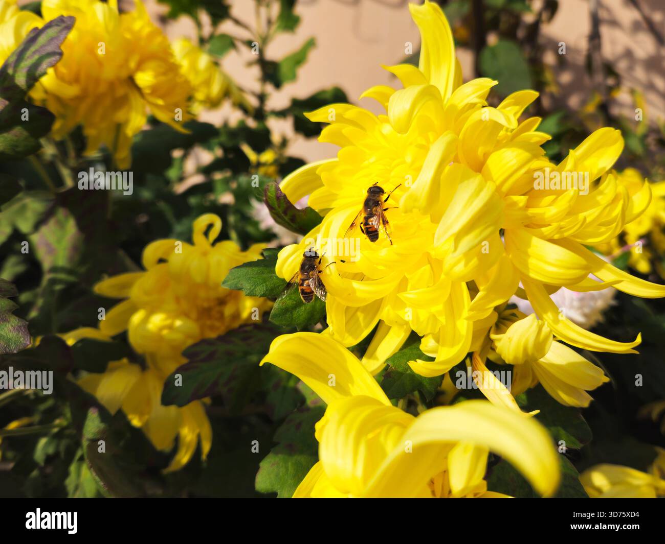 Due api mellifere che impollinano i Crisantemi giallo brillante Foto Stock