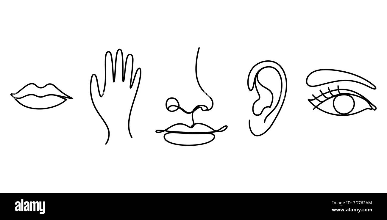 Disegno minimalista a linee continue di organi e parti del corpo Illustrazione Vettoriale