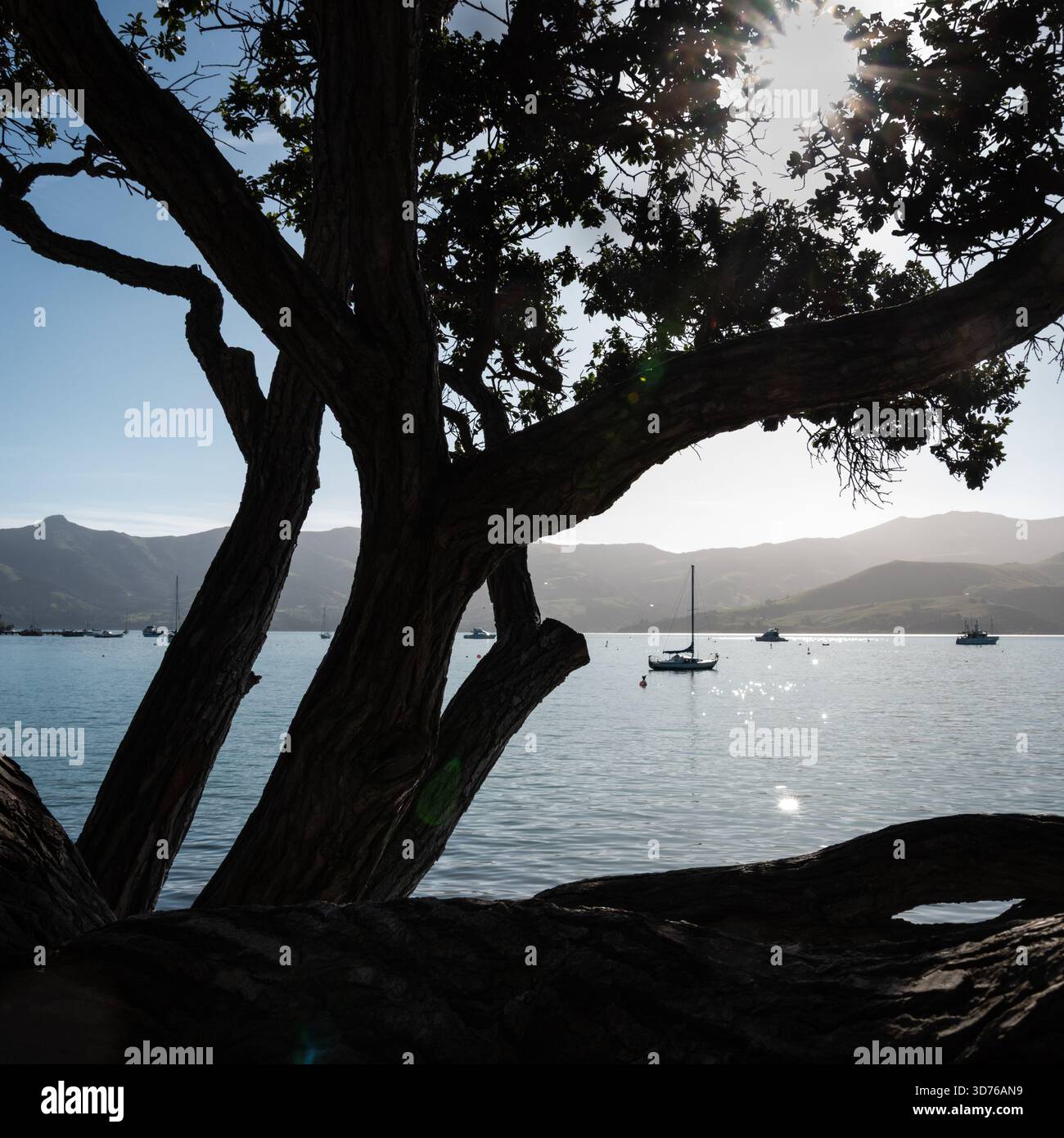Porto di Akaroa e Pohutukawa, l'albero di Natale della nuova Zelanda, ad Akaroa nuova Zelanda Foto Stock