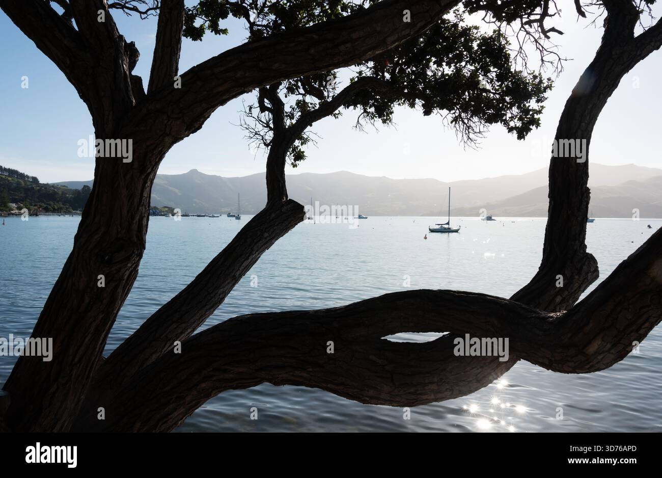 Porto di Akaroa e Pohutukawa, l'albero di Natale della nuova Zelanda, ad Akaroa nuova Zelanda Foto Stock