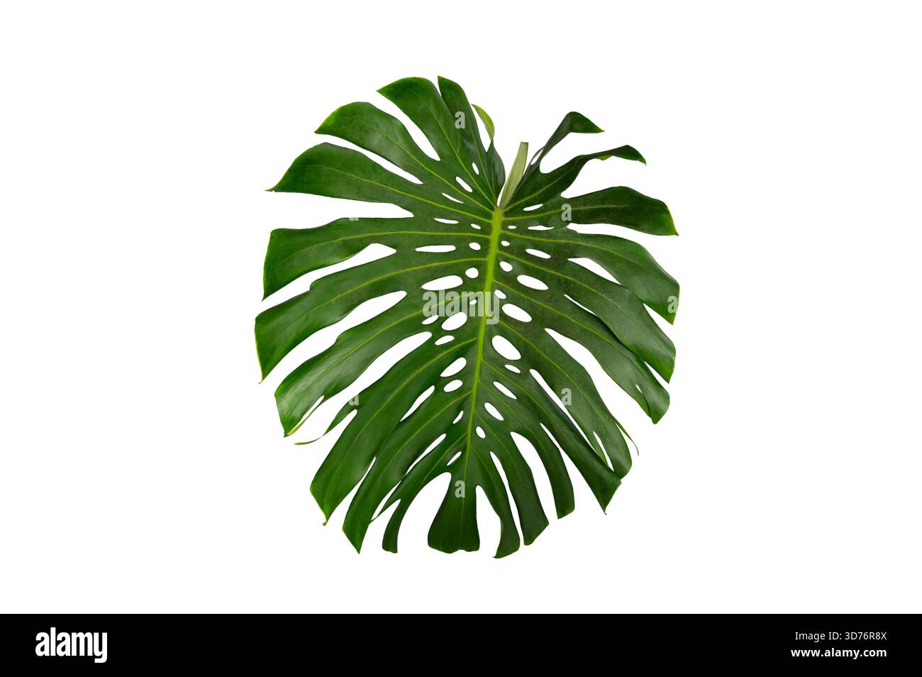 Foglia tropicale di Monstera isolata su sfondo bianco trasparente per design e decorazione. Foglie tropicali isolate di Monstera Foto Stock