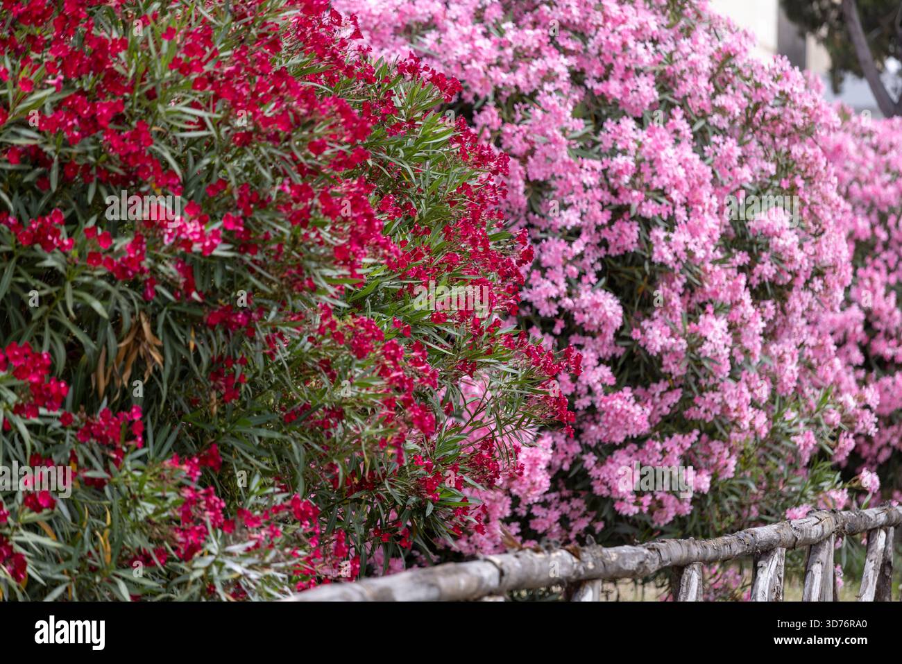 Bellissimi e colorati arbusti di Nerium oleander, fiori rossi e rosa. Pianta tipica delle aree mediterranee Foto Stock