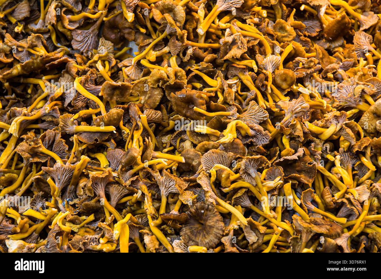 Funghi cipollotti, canelle a imbuto (Craterellus tubaeformis) Foto Stock
