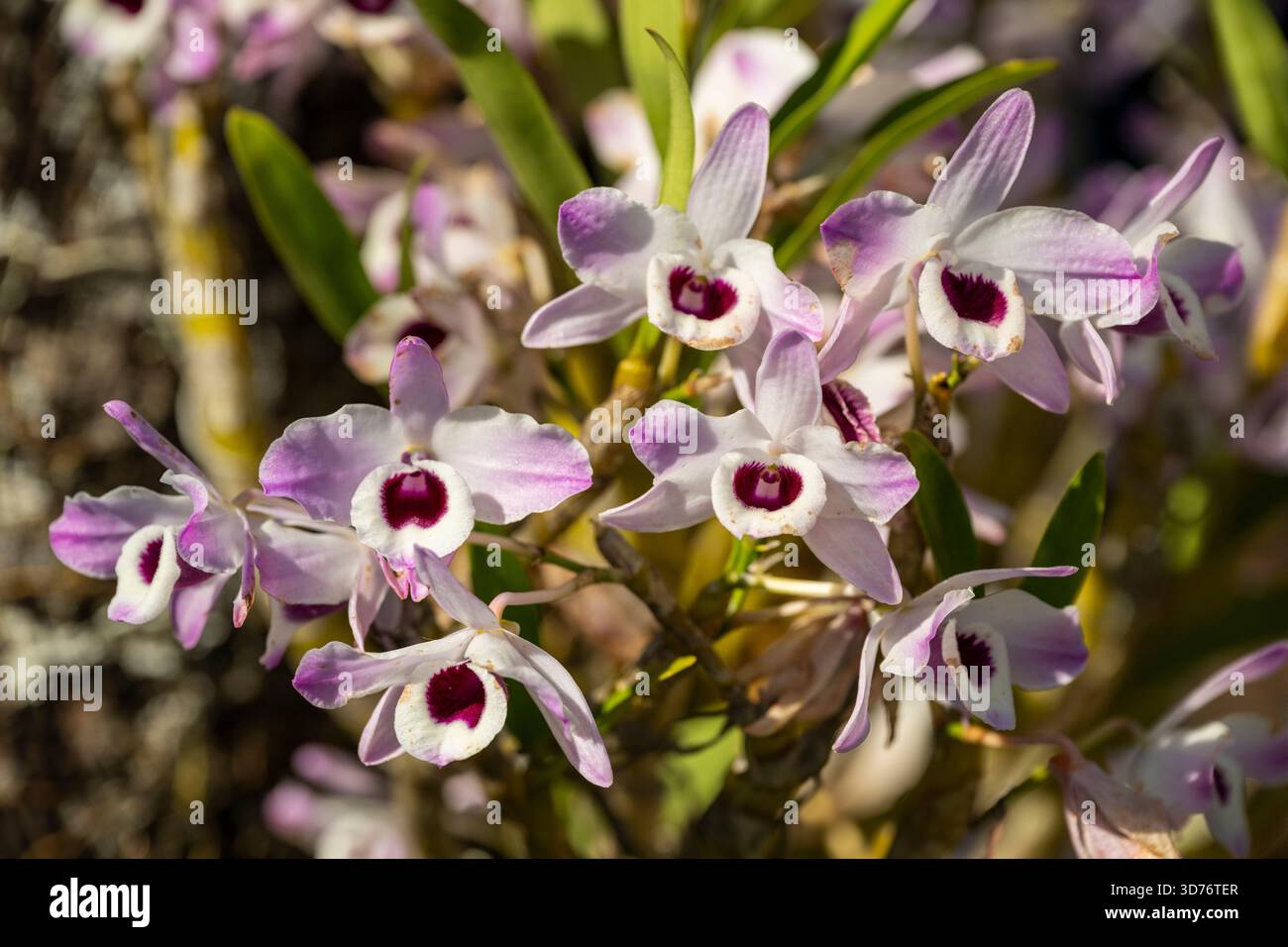 Splendida vista sull'orchidea verde, viola e bianca di Tiradentes Foto Stock