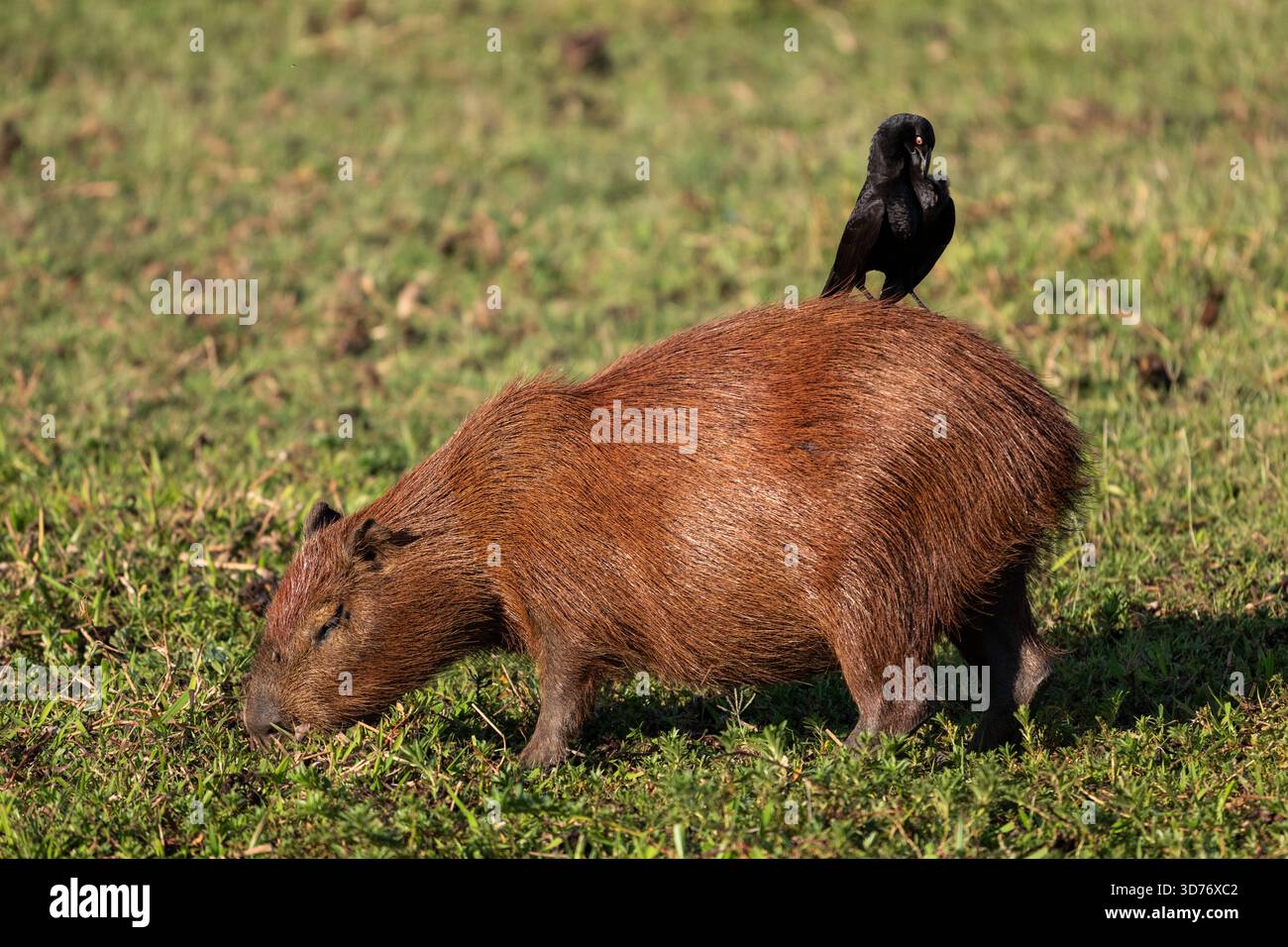 Gigantesco cowbird sul retro del capybara nel Pantanal di Miranda Foto Stock