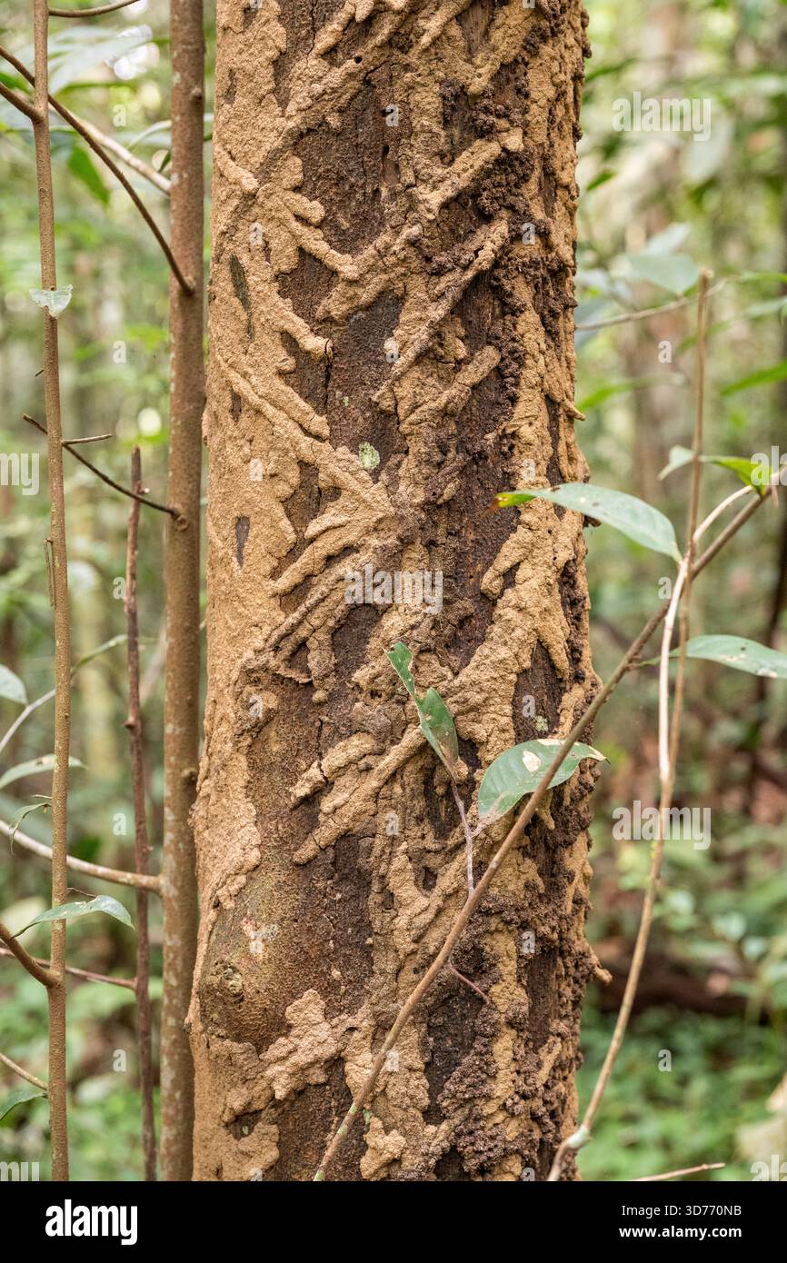 Tunnel di termiti su alberi nella verde foresta pluviale amazzonica vicino ad Anavilhanas Foto Stock