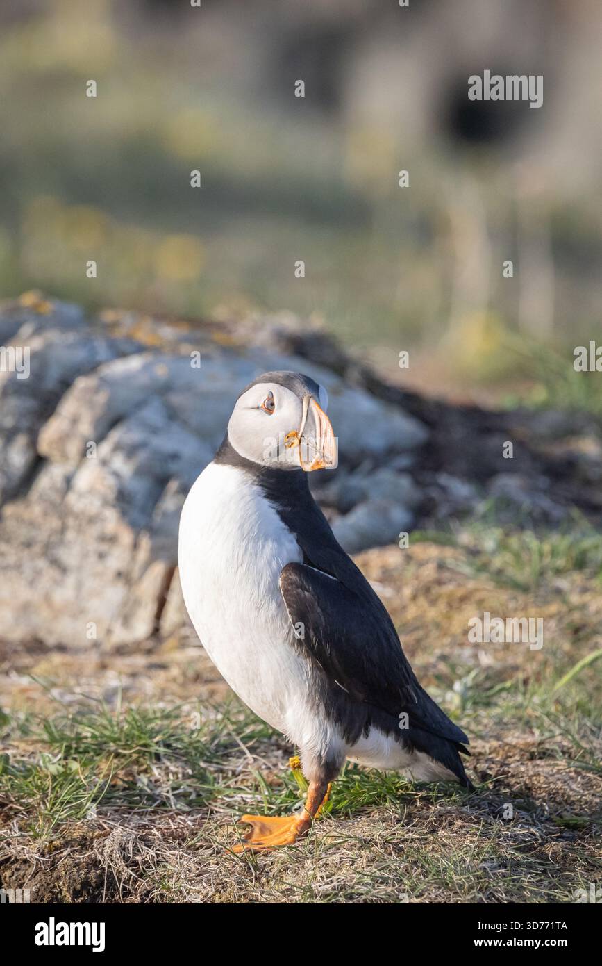 Ritratto di un Atlantic Puffin Foto Stock