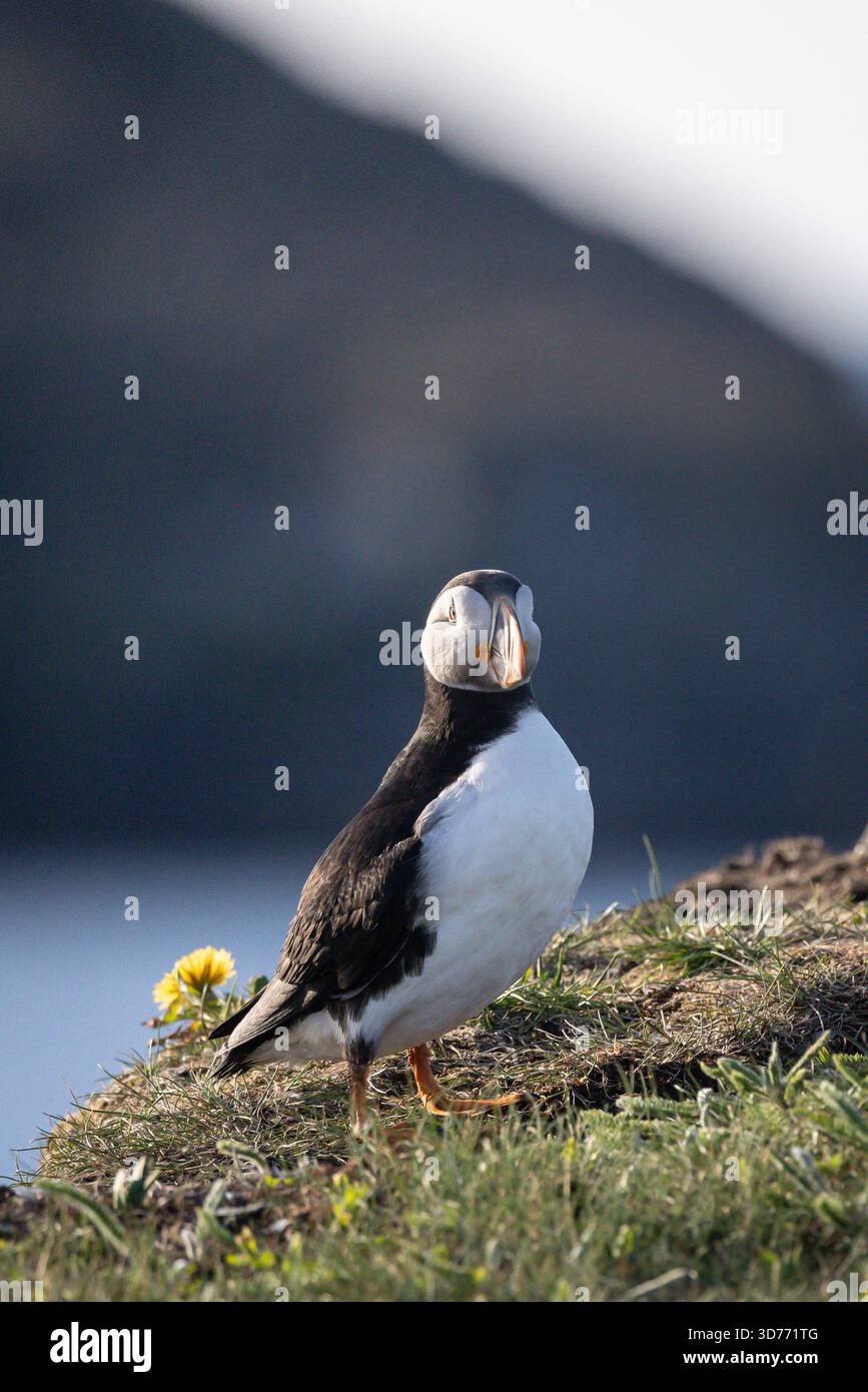 Ritratto di un Atlantic Puffin Foto Stock