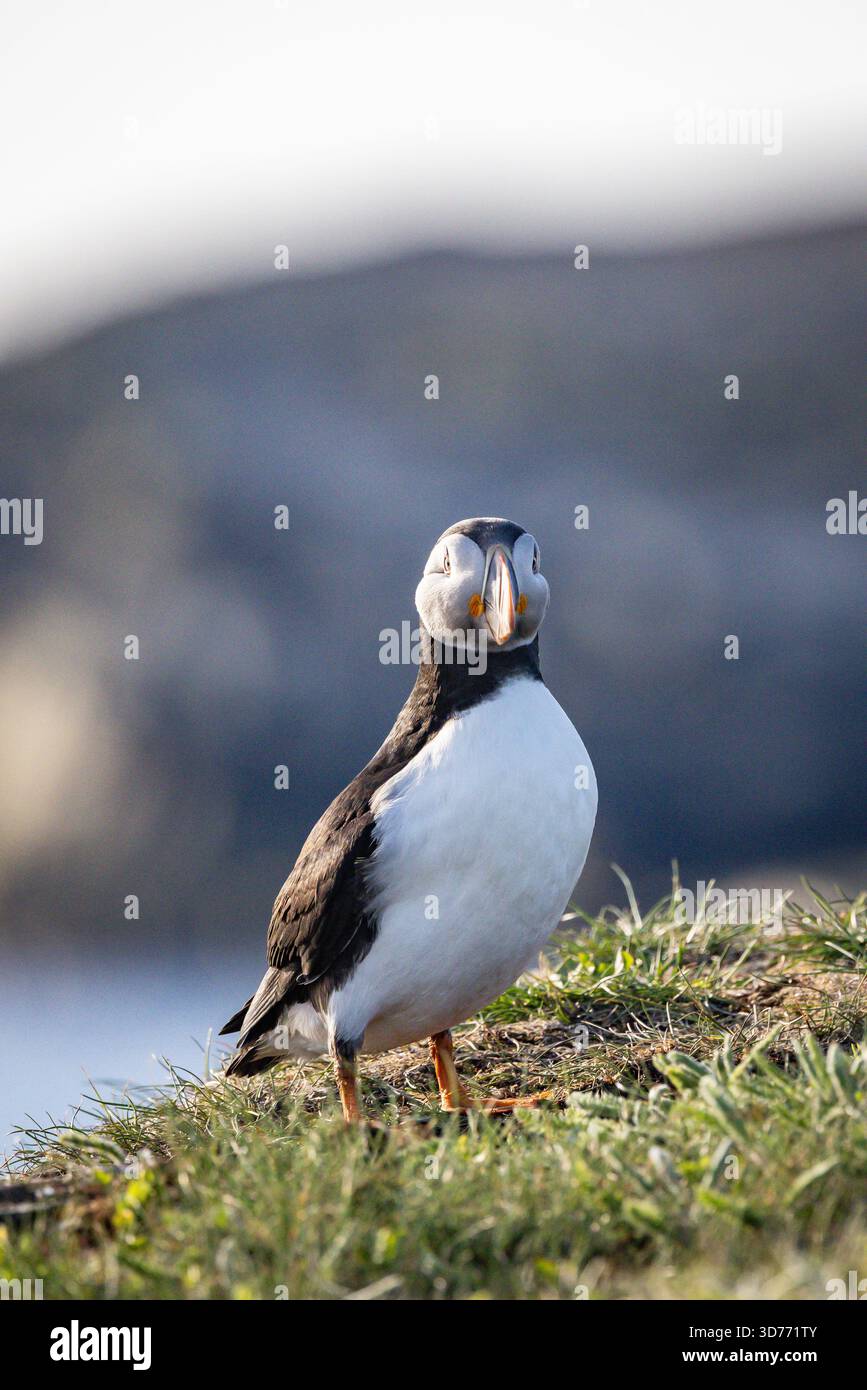 Ritratto di un Atlantic Puffin Foto Stock