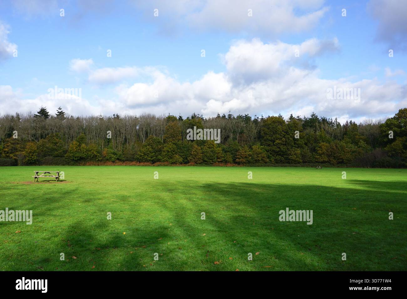 campo verde vuoto con alberi di foresta sullo sfondo durante il giorno autunnale. spazi verdi all'aperto Foto Stock