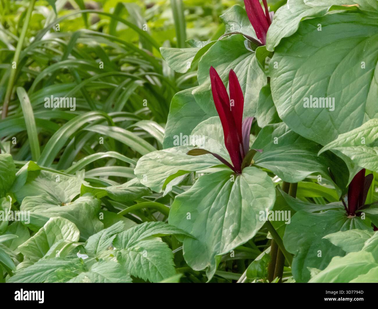 Trillium erectum o trillium rosso oppure svegliarsi robin o trillium viola con fiore rosso intenso a tre petali. Fiore selvatico autoctono del Nord America. Foto Stock