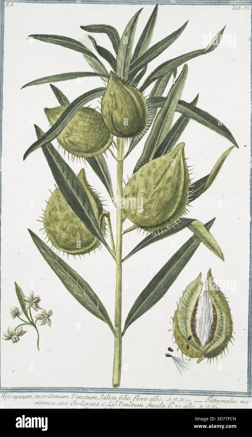 Un'illustrazione botanica con Apocynum maritimum, comunemente noto come Tithymalus maritimus. La pianta è raffigurata con fiori bianchi e presenta foglie simili a quelle dei salici (Salix). L'illustrazione fa parte di un'opera pubblicata tra il 1772 e il 1793 a Roma da Bouchard et Gravier. Il pezzo si concentra su piante, fiori e piante medicinali, evidenziandone l'importanza per gli studi botanici e medici in Italia Foto Stock