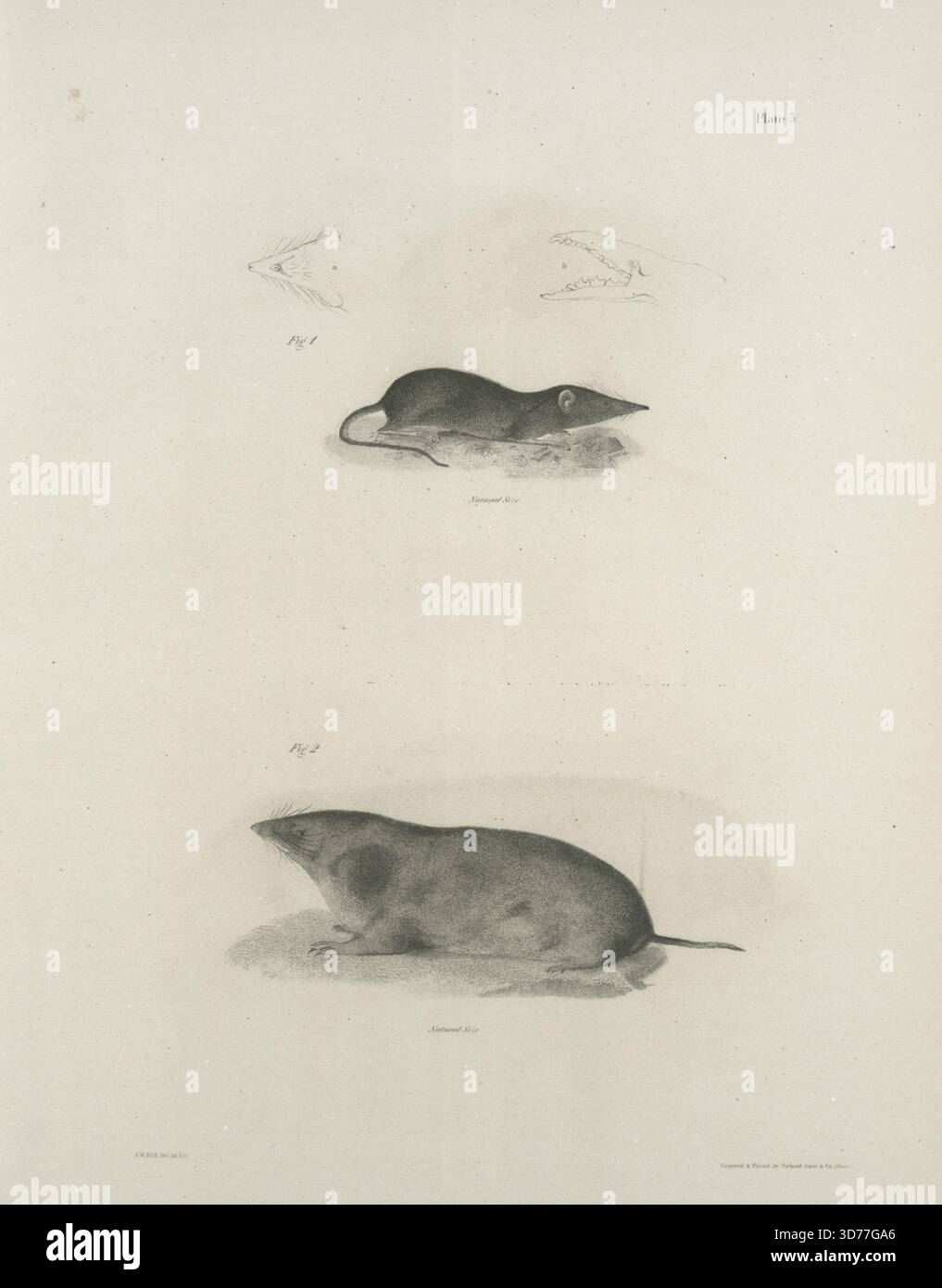 L'immagine presenta due rampe 1. Il gambero dal naso largo (Otisorex platyrhincus) mostrato dalla parte inferiore della testa e dalla vista laterale del cranio. 2) de Kay's Shrew (Sorex dekayi). L'immagine è datata dal 1842 al 1844 ed è stata emessa ad Albany. Le dimensioni dell'immagine sono 28,5 x 22 cm Foto Stock