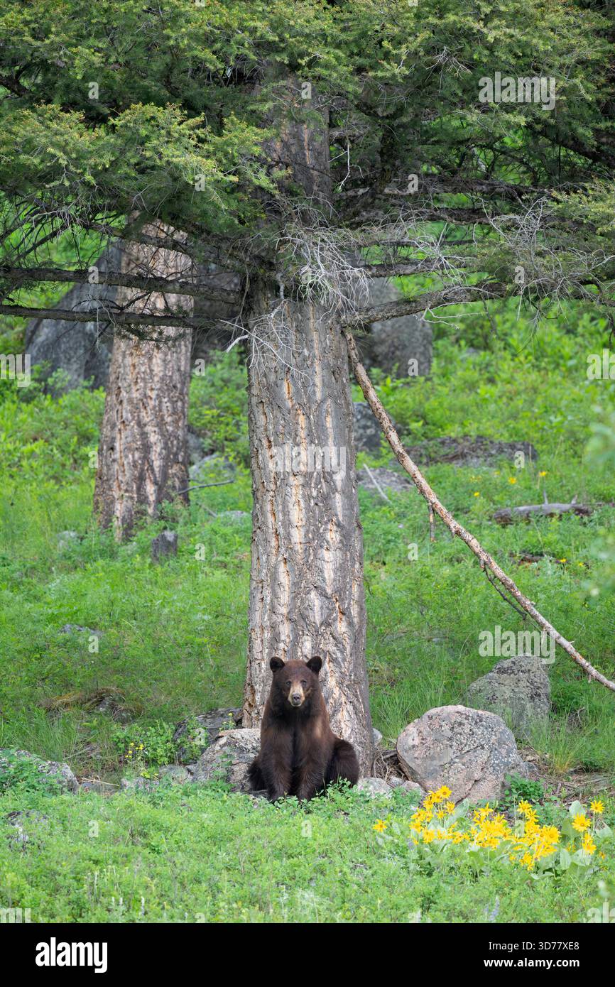 Orso nero americano (Ursus americanus). All'inizio di giugno nel parco nazionale di Yellowstone, Wyoming. Foto Stock