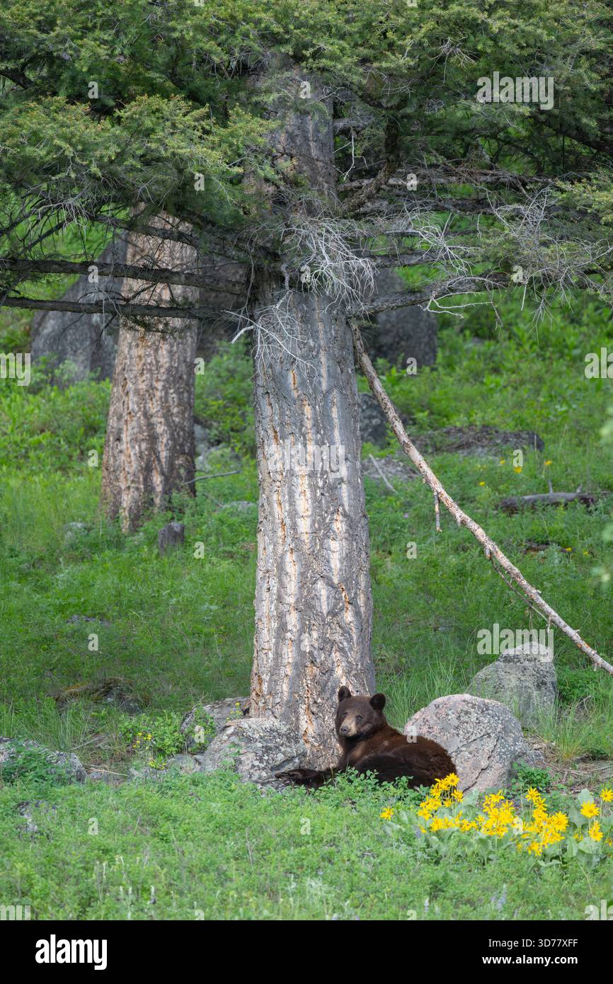 Orso nero americano (Ursus americanus). All'inizio di giugno nel parco nazionale di Yellowstone, Wyoming. Foto Stock