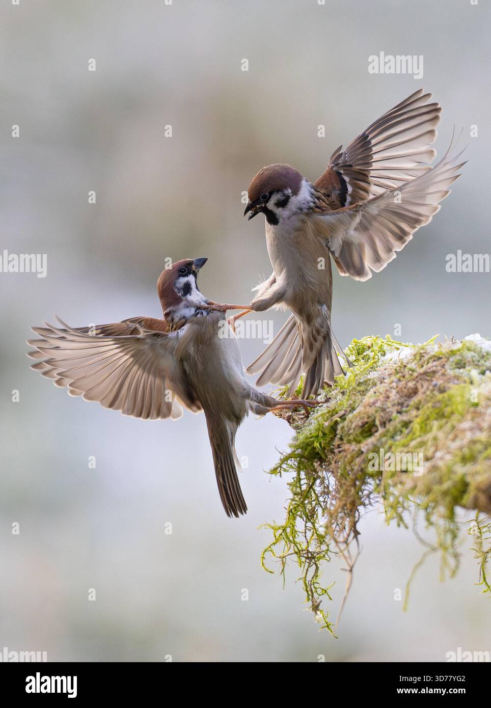 Passero degli alberi (Passer montanus) due adulti che combattono aggressivamente per il cibo, Baden-Wuerttemberg, Germania Foto Stock