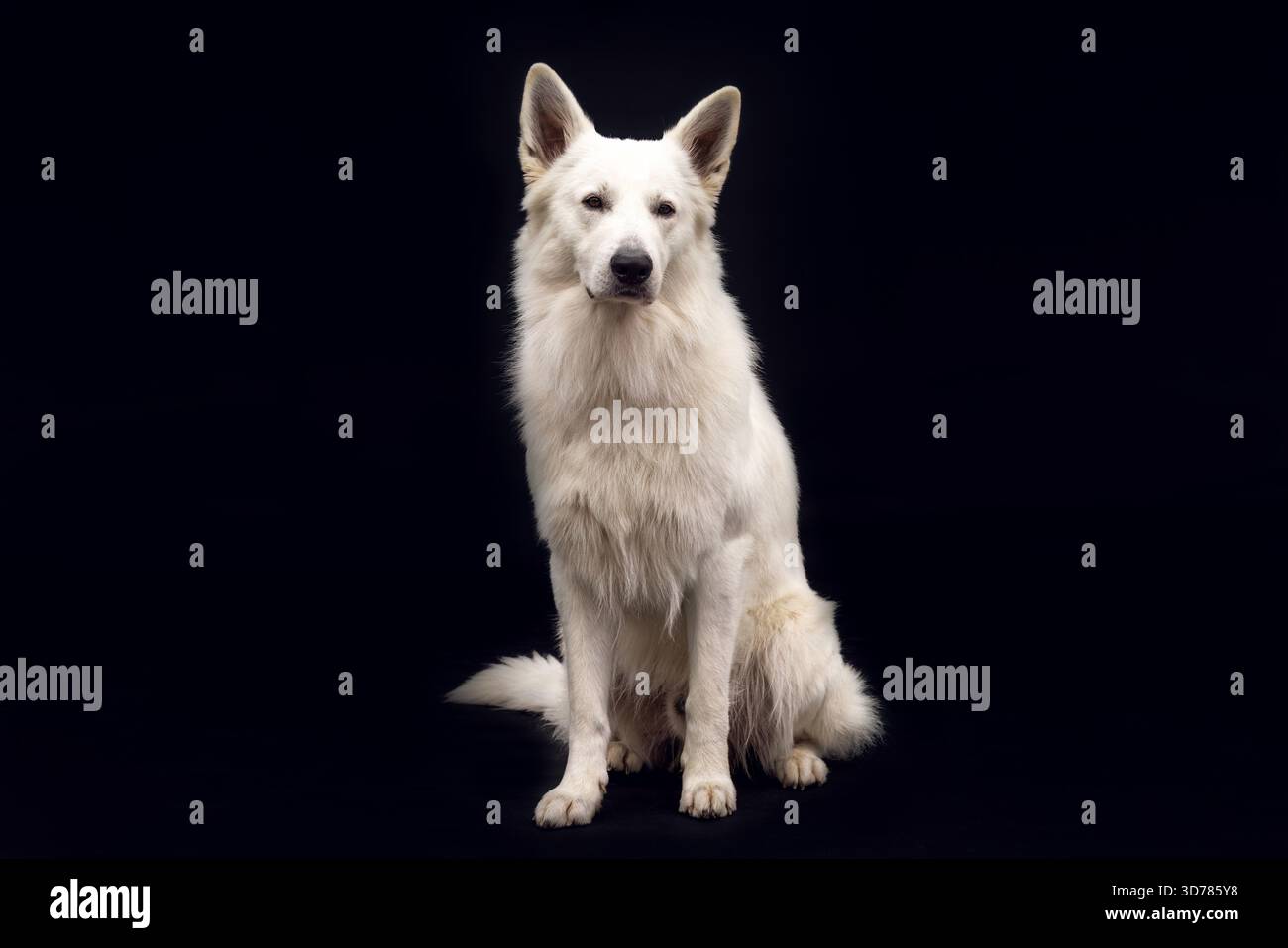 Il cane da pastore svizzero bianco si siede tranquillamente in uno studio scuro, elegante ritratto di pastore dalla panna lunga con sfondo nero. Foto Stock