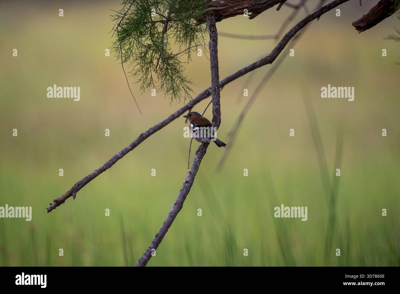Chaffinch comune (Fringilla coelebs) seduto su un ramo d'albero Foto Stock